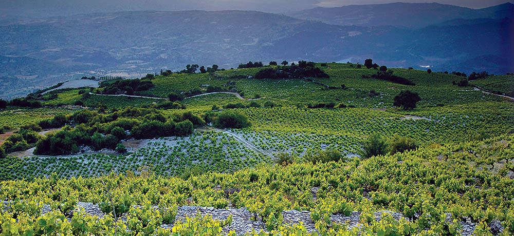 Wineries & Wine Routes